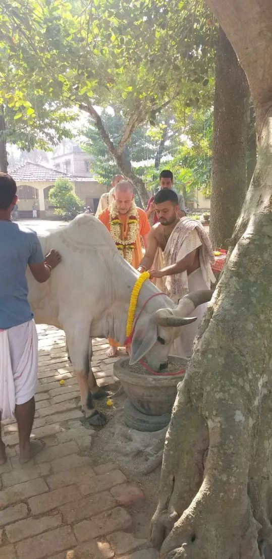 Go Puja, Mayapur 04.12.2022