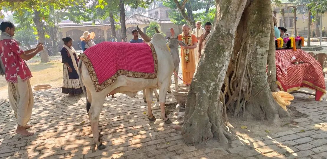 Go Puja, Mayapur 04.12.2022