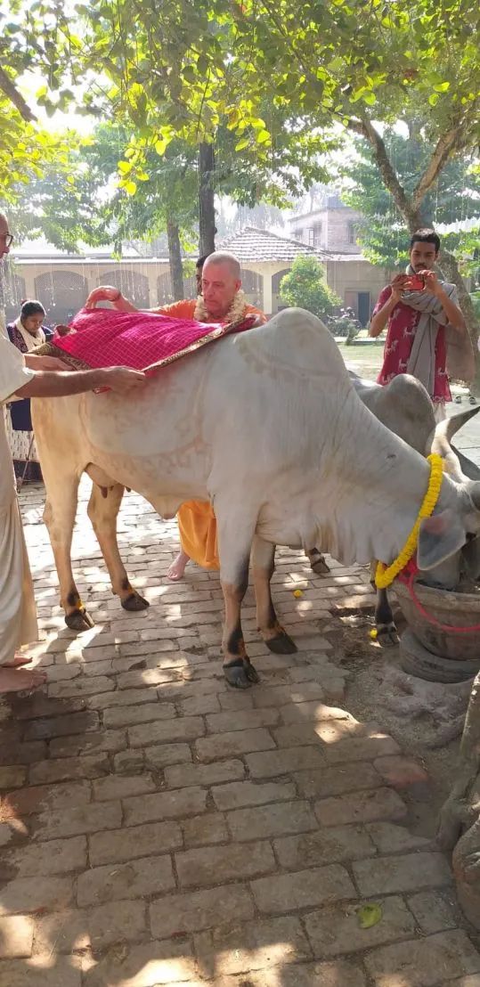 Go Puja, Mayapur 04.12.2022
