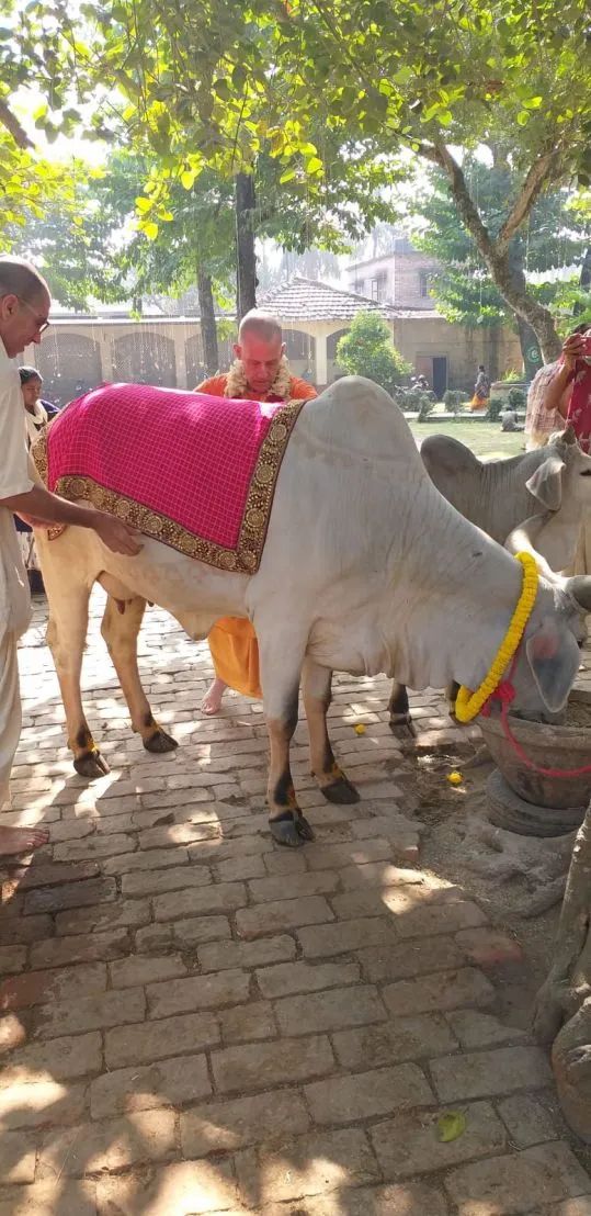 Go Puja, Mayapur 04.12.2022