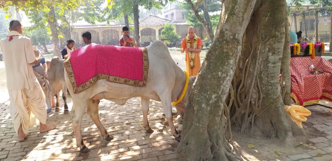 Go Puja, Mayapur 04.12.2022
