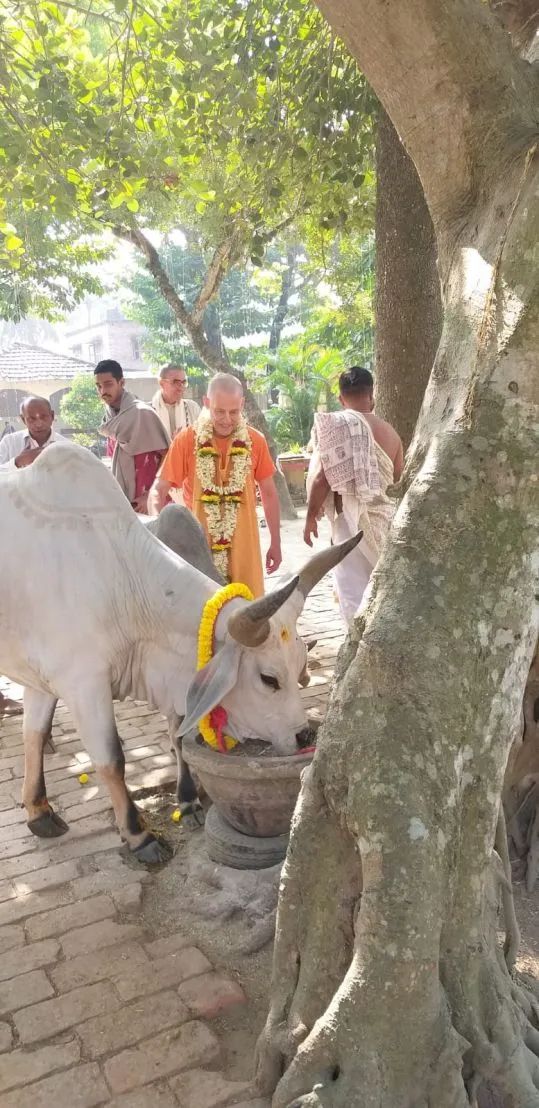 Go Puja, Mayapur 04.12.2022