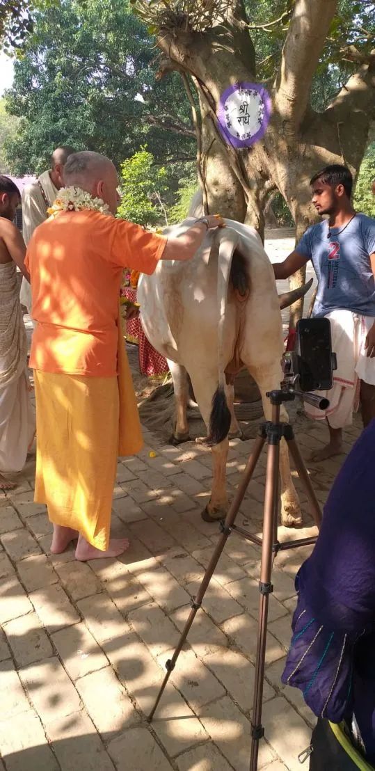 Go Puja, Mayapur 04.12.2022